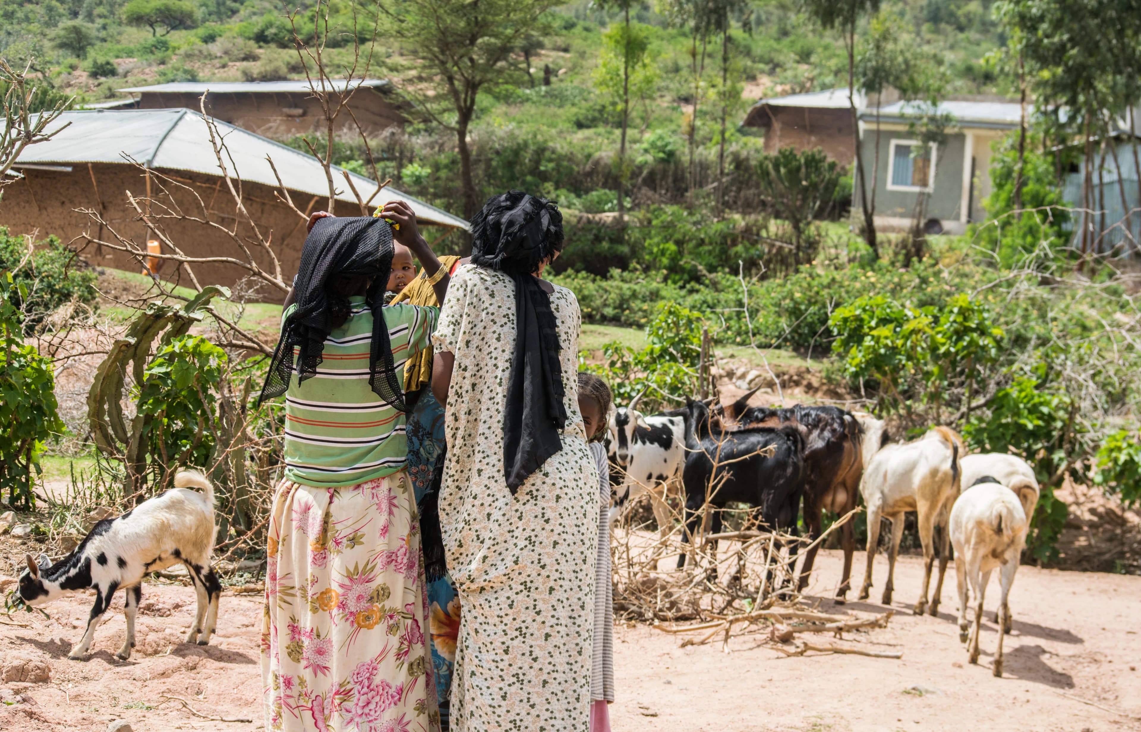 Commercial Farm Advisory & Operational Support